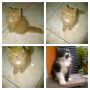 Kucing persia,persia, himalaya dll by Kitty_Ocean_Shop ( KOS )