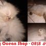 Kucing persia,persia, himalaya dll by Kitty_Ocean_Shop ( KOS )