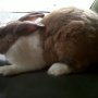 Jual Kelinci Dutch Jantan