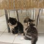 Jual kucing himalaya