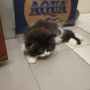 Jual kucing himalaya