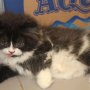 Jual kucing himalaya
