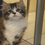Jual kucing himalaya