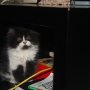 Jual kucing himalaya
