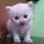Jual kucing persia kitten (solo)