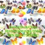 Lampu Kupu Butterfly Lamp Berubah 7 warna souvenir reseller dropship supplier barang unik china