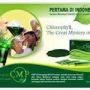 CMP (Chlorophyll Mint Powder)|jual CMP (Chlorophyll Mint Powder) murah 90 rb