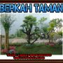 tukang taman dan tanaman hias taman minimalis