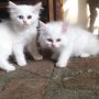 Jual kucing persia long hair putih murah