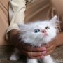 Jual kucing persia long hair putih murah