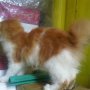 Jual Kucing ANGGORA USIA 3bln BETINA