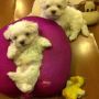 jual anjing maltese murah