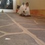 Jual Kelinci Mini Netherland Dwarf Putih