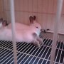 Jual Kelinci Mini Netherland Dwarf Putih