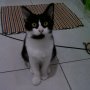 Jual Kucing Kitten Persia mix Anggora 4bln Bandung