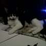 Jual Kucing Kitten Persia mix Anggora 4bln Bandung