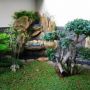 Rumput Gajah Mini Taman Minimalis Tukang Taman