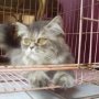 Jual kucing persia