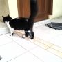 Kucing Persia semok + Perlengkapannya
