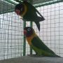 BURUNG LOVEBIRD LUTINO MATA MERAH INFO CALL/SMS : 085-397-085-123