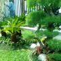 Tukang Taman Rumah, Rumput Gajah Mini, Pohon Bambu