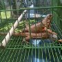 JUAL IGUANA SUPER RED