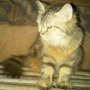 Jual KUCING ANGGORA MEDIUM LONGHAIR MURAH