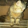 Jual KUCING ANGGORA MEDIUM LONGHAIR MURAH