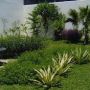 Rumput Gajah Mini Tanaman Hias &amp; Relief Tebing Tukang Taman