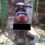 JUAL SHOGUN 2001, MESIN ASLI JAPAN, WARNA BIRU, TERAWAT, JAKARTA