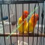 sepasang lovebird lutino mm