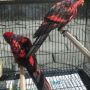 Burung Nuri Tinambar sepasang.