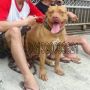 Indukan Pitbull Istimewa Usia 3 Tahun , Daya Turun Sangat Baik .. Bandung