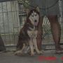 Husky Betina Usia 2,5 Tahun STB + Vaksin , Bandung .. MURMER GAN