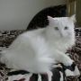 Kucing Persia Putih