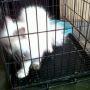 DIJUAL KUCING PERSIA 5 BLN