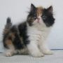 Kucing Persia Campur Anggora