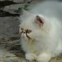 Kucing Persia Campur Anggora