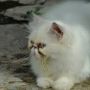 Kucing Persia extrime