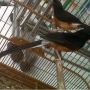 sepasan burung murai batu medan 