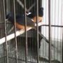 sepasan burung murai batu medan 