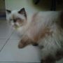 Kucing Persia Extrime