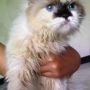 Kucing Persia Extrime Putih