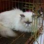 Kucing Persia extrime