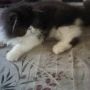 Kucing Persia 085932414984