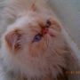 Kucing Persia 085932414984
