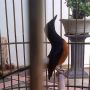Burung Murai Batu Borneo dewasa