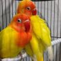 Lovebird Lutino MM sable