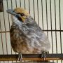 jual cucak rowo