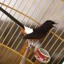Burung Murai Batu Medan Rp,1,4jt